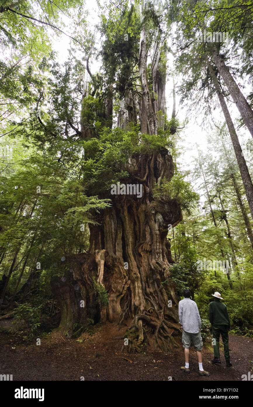 Big cedar tree olympic hires stock photography and images Alamy