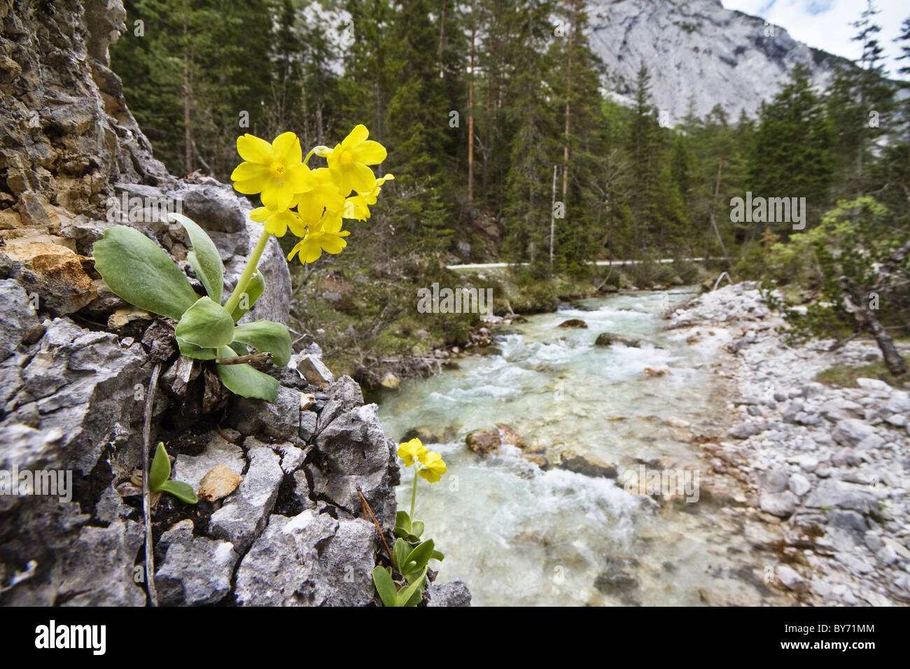 Auricula (Primula auricula) near river Isar, Isar Cycle Route, Hinterau Valley, Karwendel range, Tyrol, Austria Stock Photo
