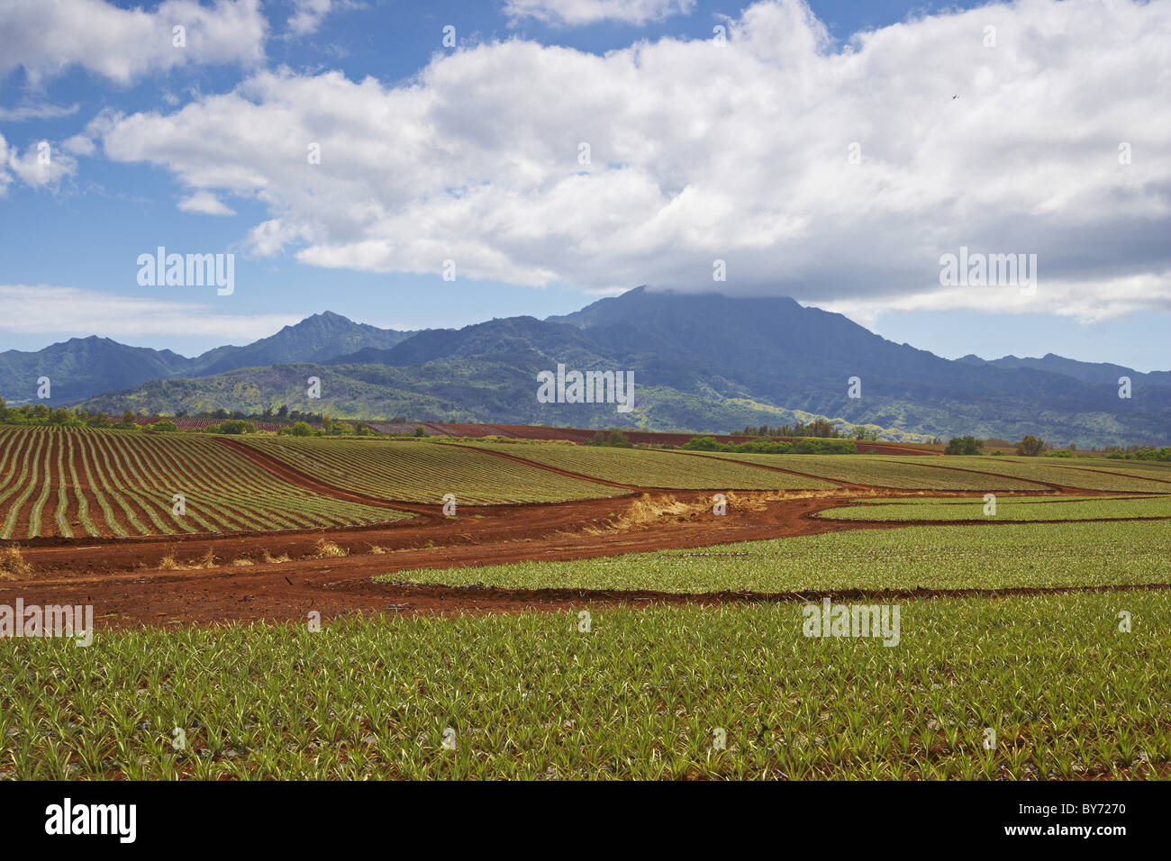 Pineapple fields at Dole Plantation Hawaii under clouded sky, Oahu