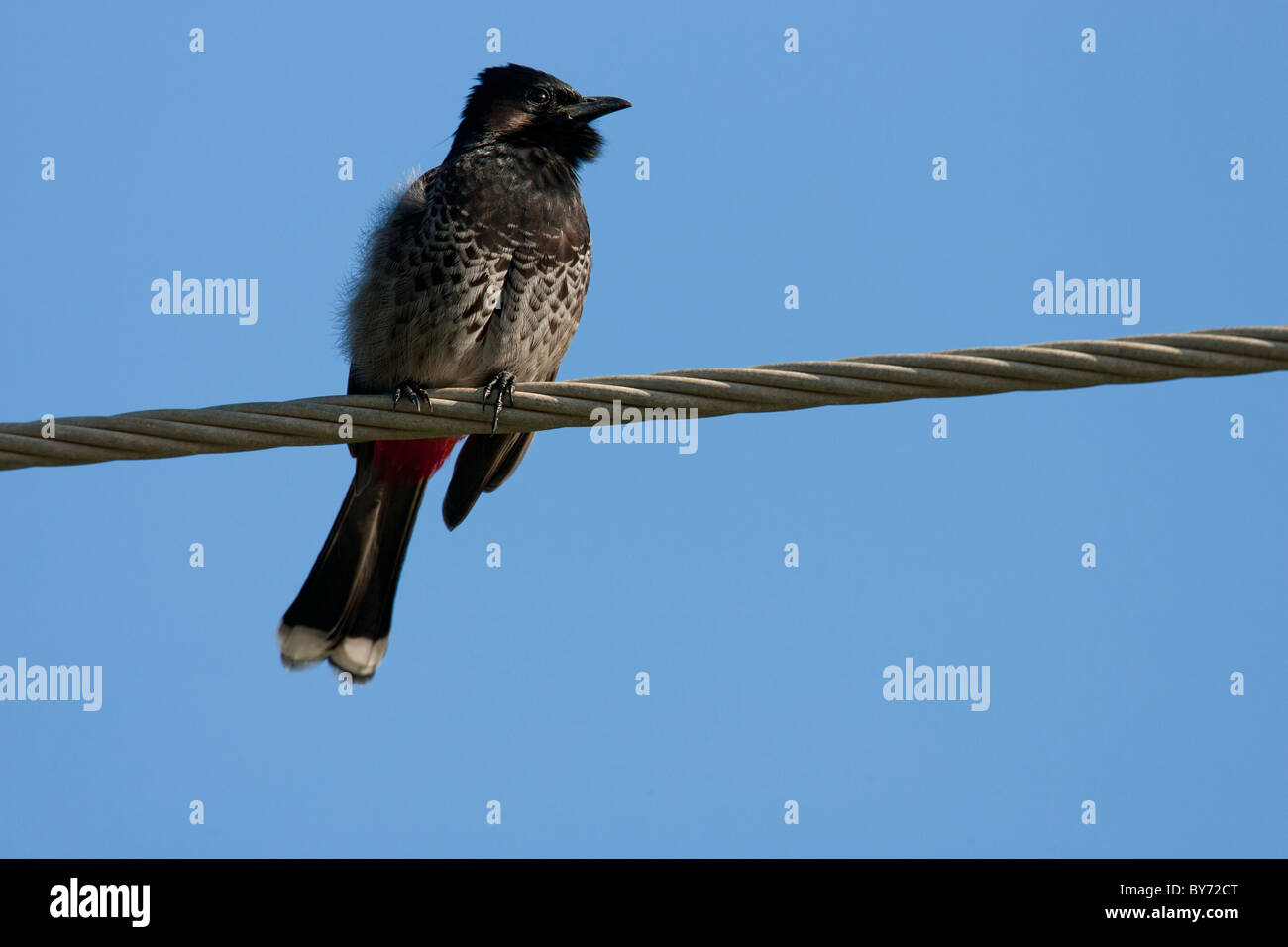 Red-vented Bulbul (Pycnonotus cafer) Stock Photo