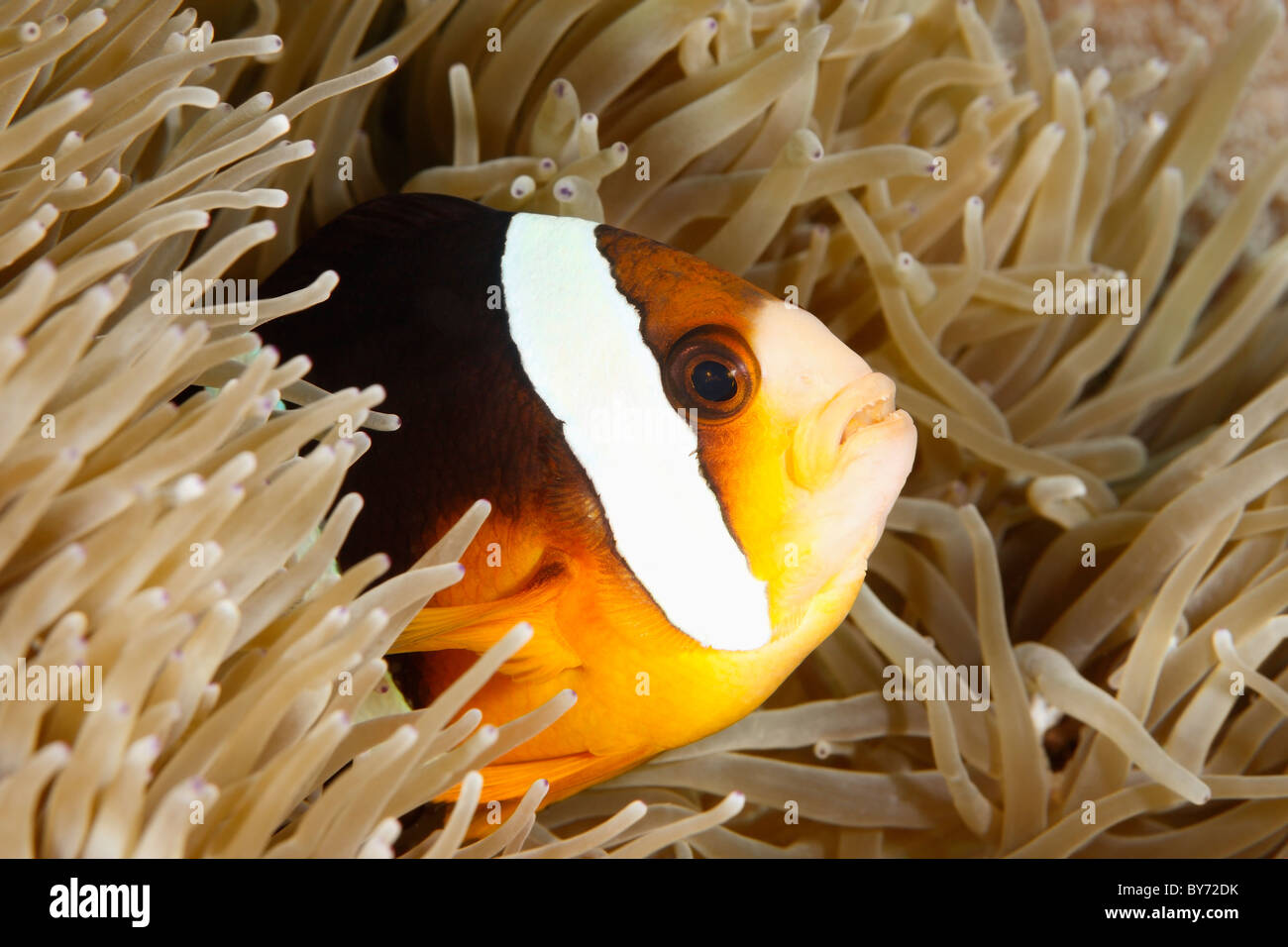 an orange-finned anemonefish living in the tentacles of its anemone, Tulamben, Bali, Indonesia Stock Photo