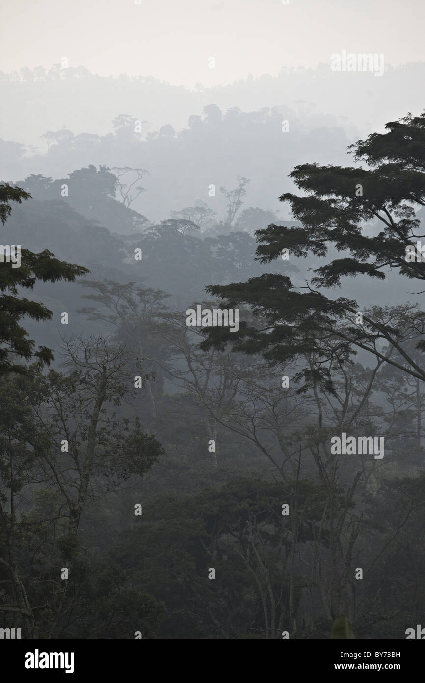 Rain forest and Usambara mountains in the fog, Tanzania, Africa Stock Photo