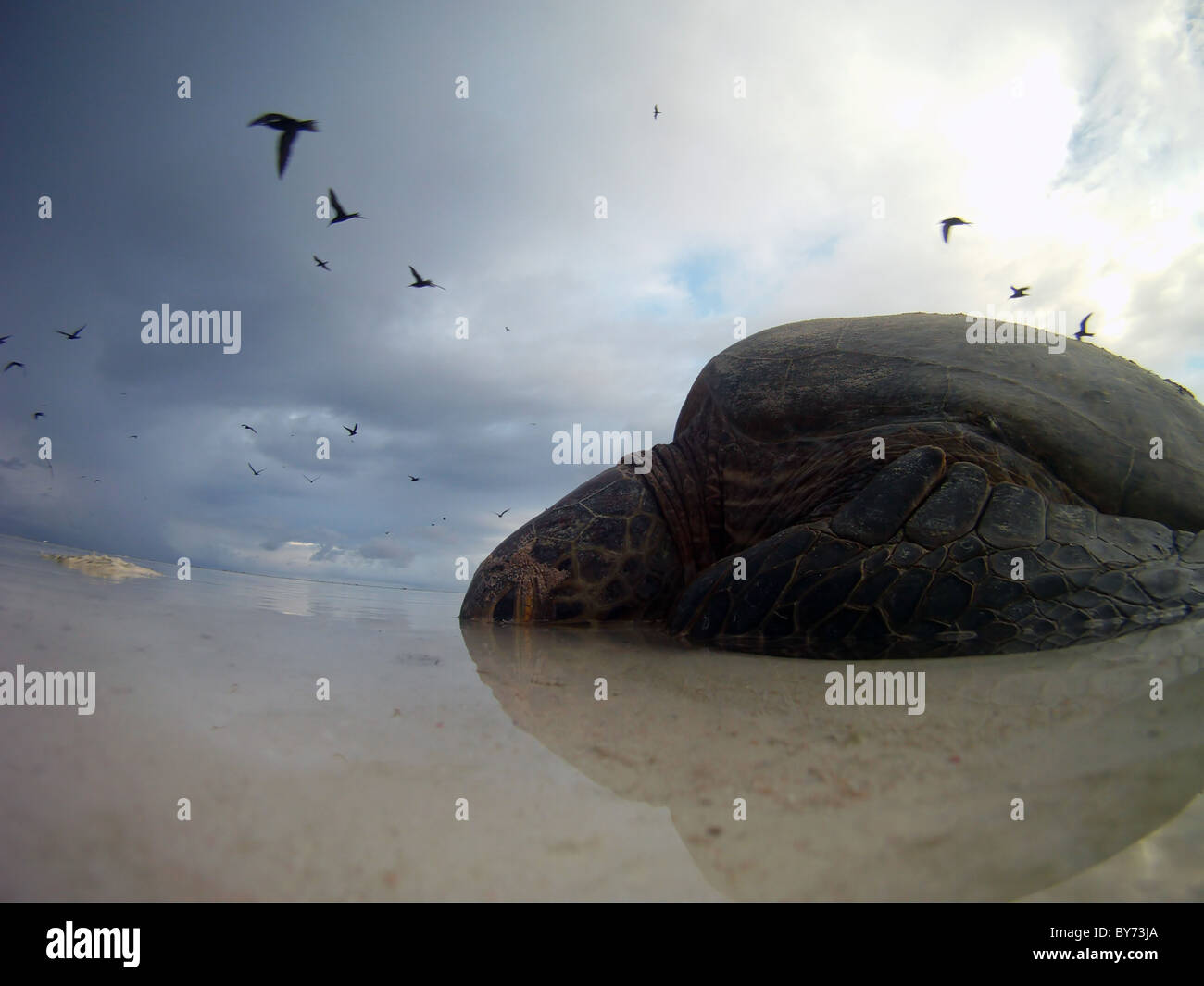 Green turtle (Chelonia mydas) waiting for tide to come in across reef flat after nesting on the beach Stock Photo