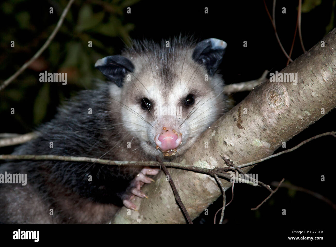 Opossum hides in a tree at night. Stock Photo