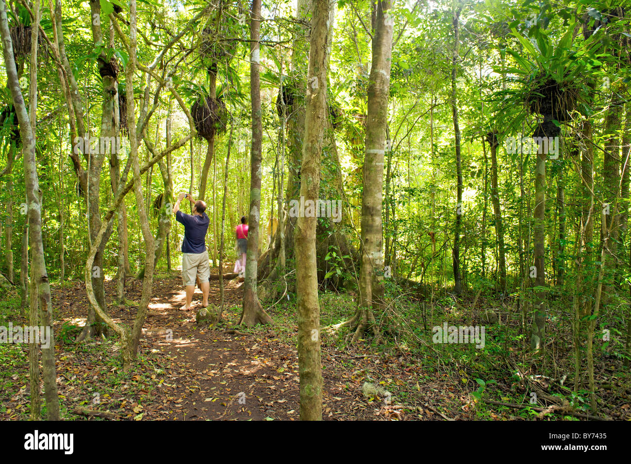 Tourist Photographing Palissander And Eucalyptuse Trees In