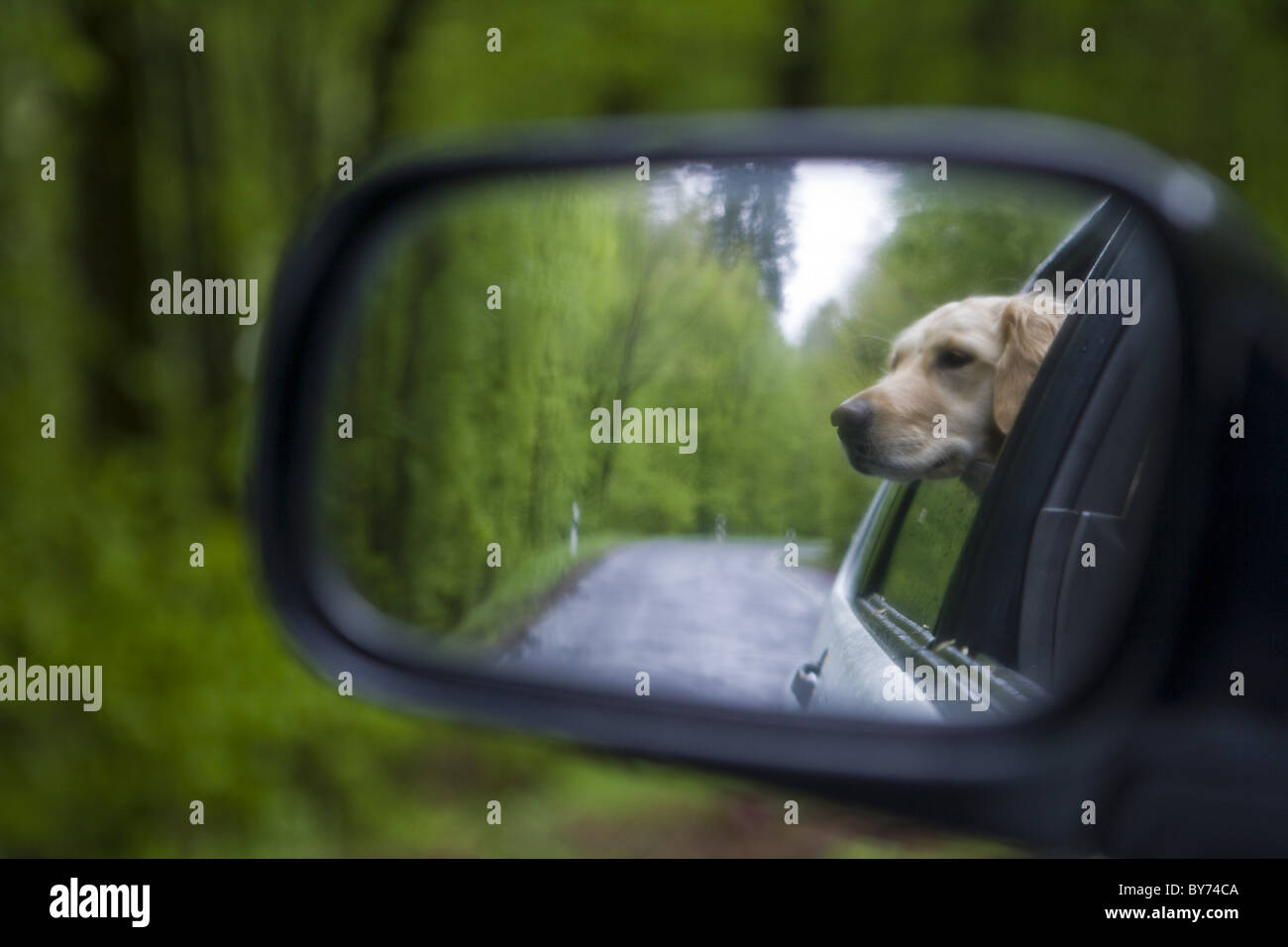 Golden Retriever dog Moana reflected in the rear-view mirror of a car ...