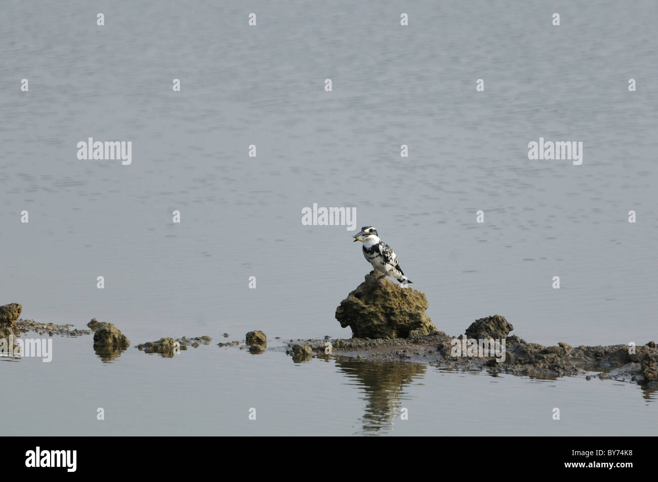 Pied kingfisher with the fish captured for food Stock Photo