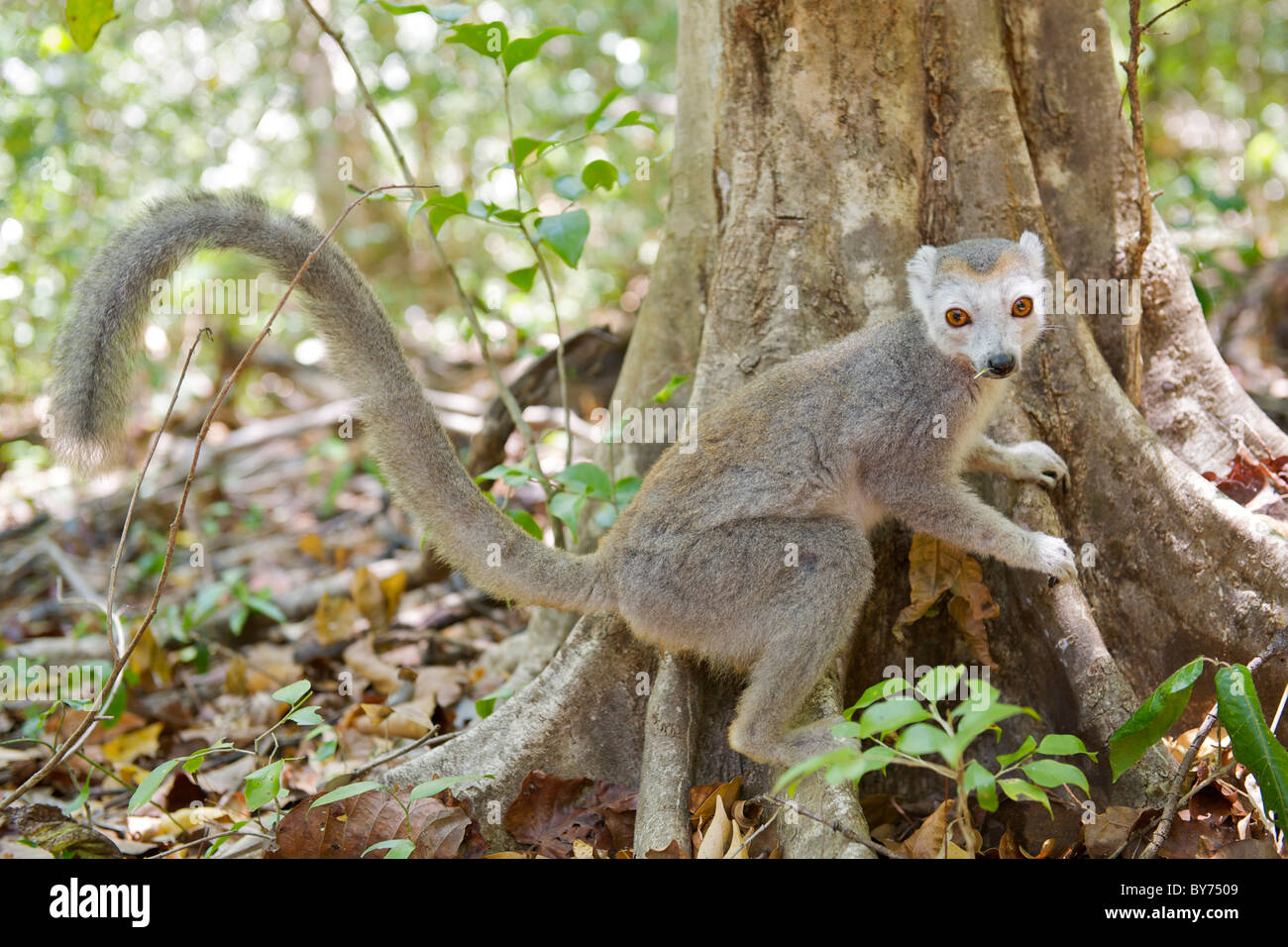 Female Crowned Lemur (Eulemur coronatus) in Ankarana National Park in northern Madagascar. Stock Photo