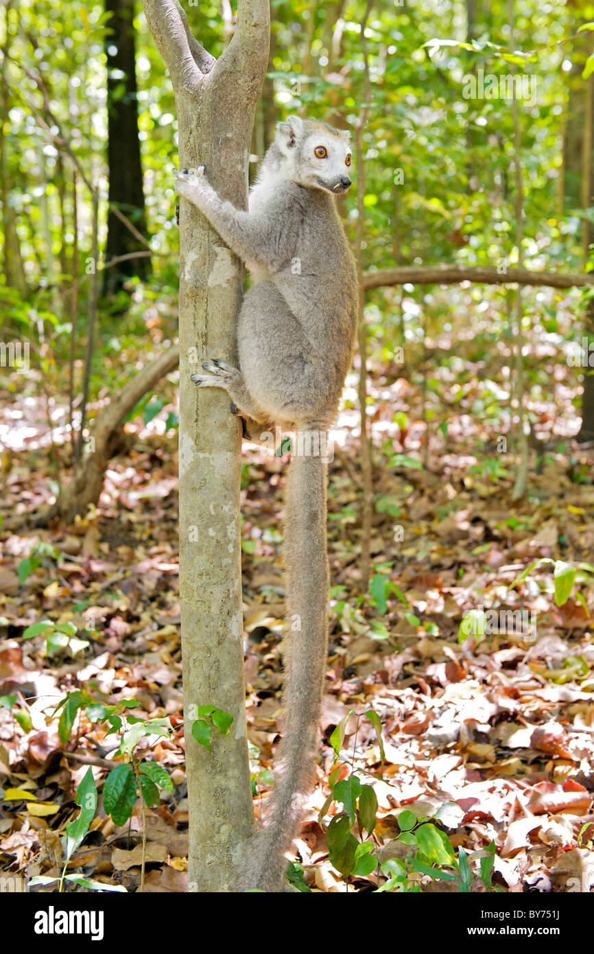 Female Crowned Lemur (Eulemur coronatus) in Ankarana National Park in northern Madagascar. Stock Photo