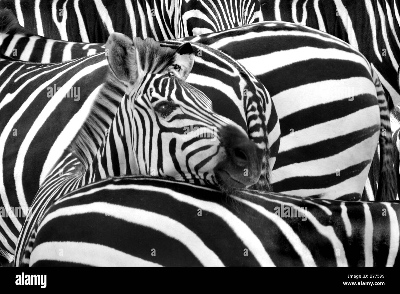 "Stripes" - zebras stripes in the herd create an optical illusion Stock Photo