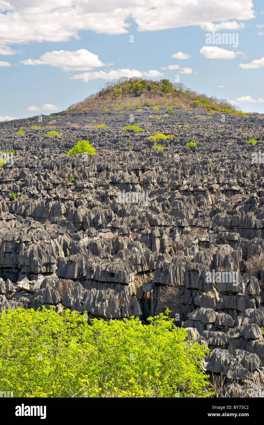 The 'Tsingy Rary' landscape of Ankarana National Park in northern Madagascar. Tsingy are limestone karsts. Stock Photo