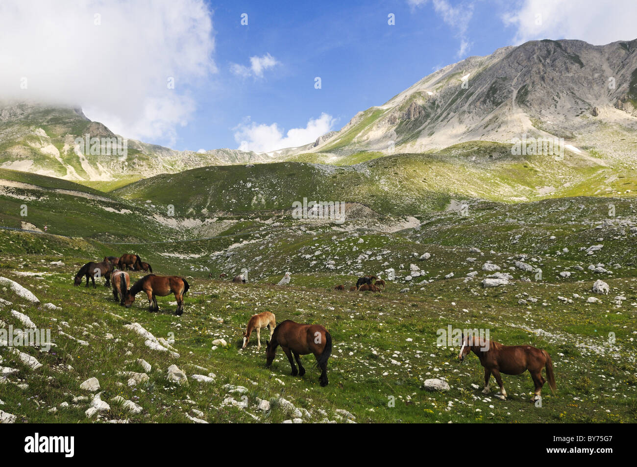 Savaged horses grazing in the mountains, Transhumanz, Campo Imperatore, Gran Sasso National Park, Abruzzi, Italy, Europe Stock Photo