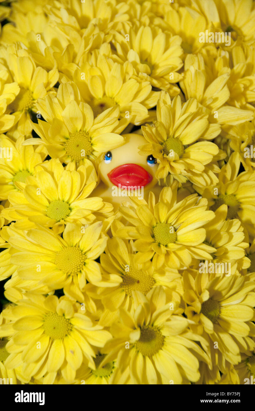 The yellow duckie is well camouflage in the flowers. Stock Photo