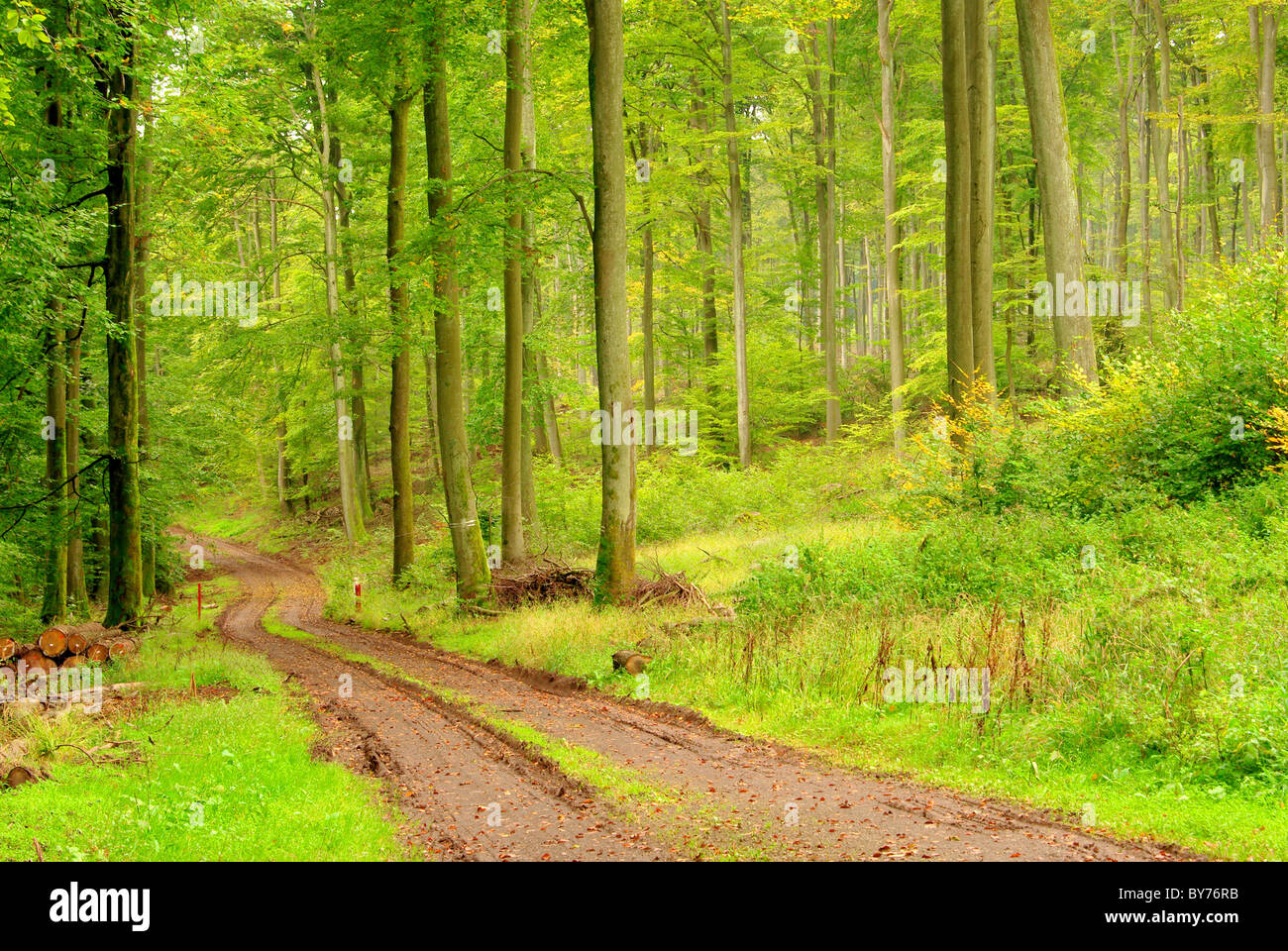 Buchenwald mit Weg - beech forest with trail 07 Stock Photo