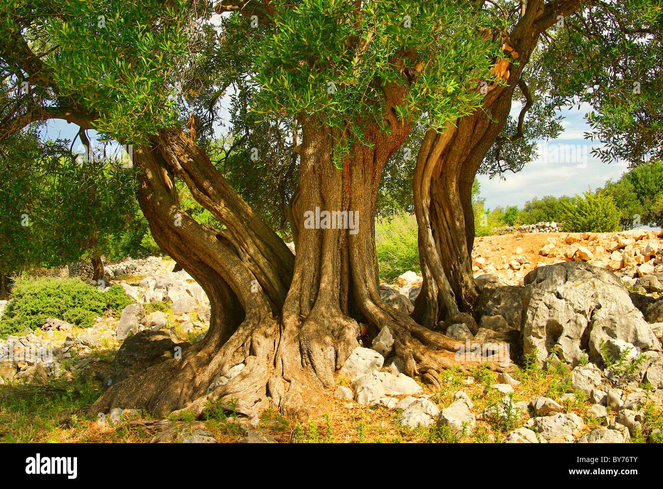 Olivenbaum Stamm - olive tree trunk 10 Stock Photo