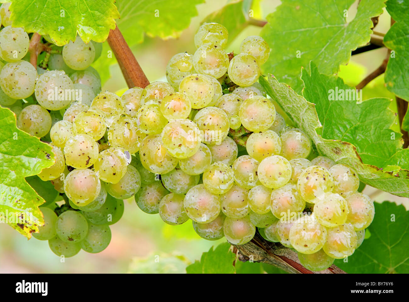 Weintraube weiss - grape white 05 Stock Photo