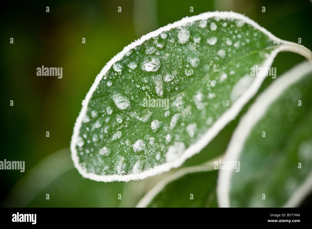 Frozen water droplets on Brachyglottis leaf after a heavy frost. Stock Photo