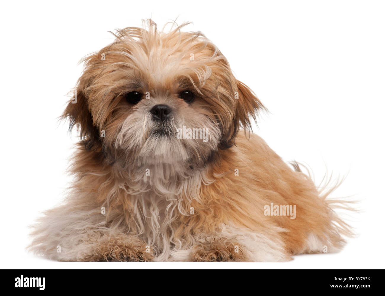 Shih-tzu puppy, 6 months old, lying in front of white background Stock Photo