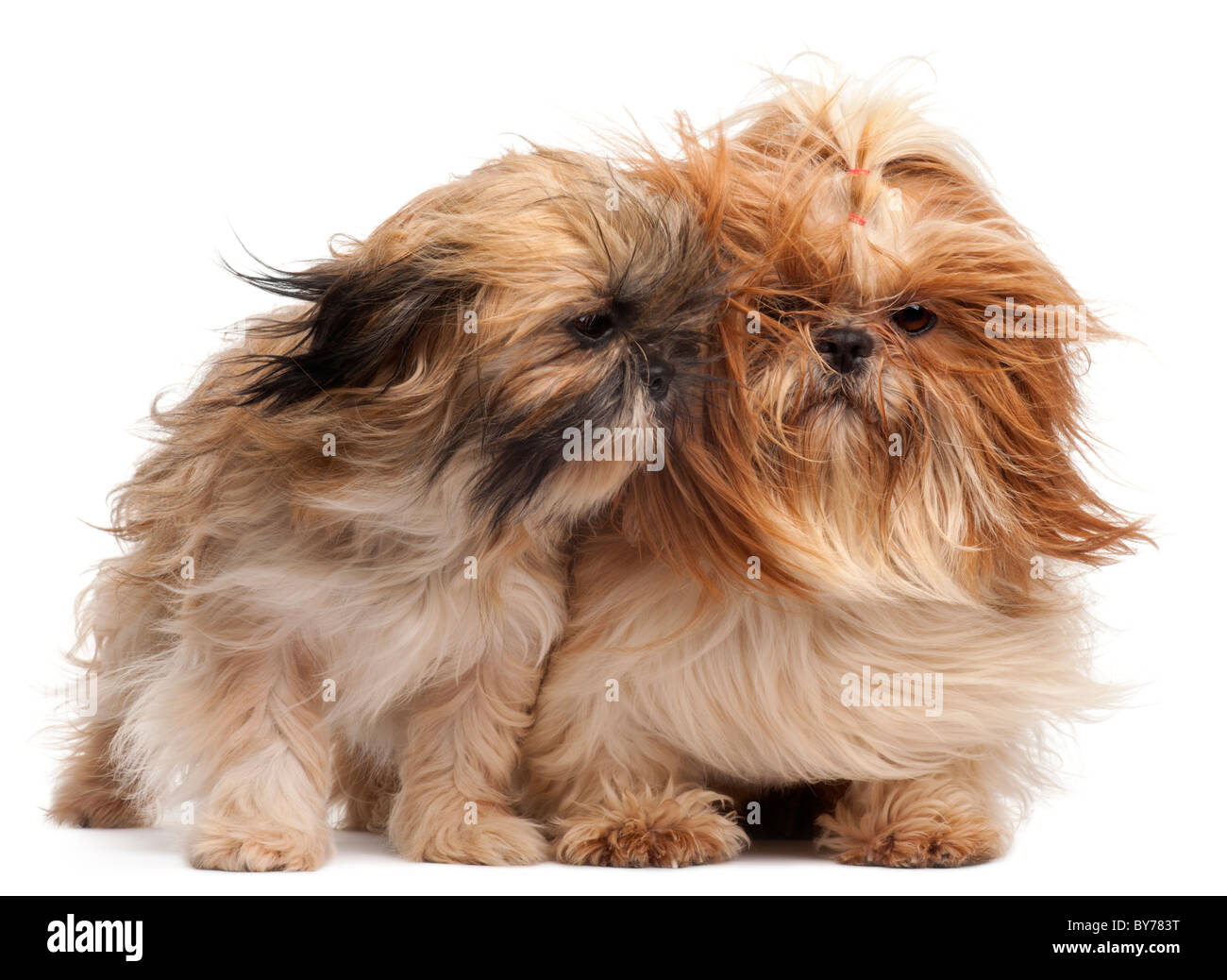 Two Shih-tzus with windblown hair in front of white background Stock Photo