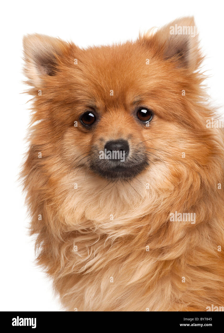 Spitz dog, 1 year old, in front of white background Stock Photo