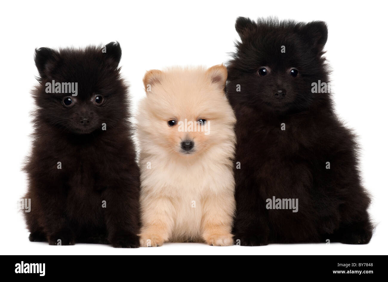 Three Spitz puppies, 2 months old, in front of white background Stock ...