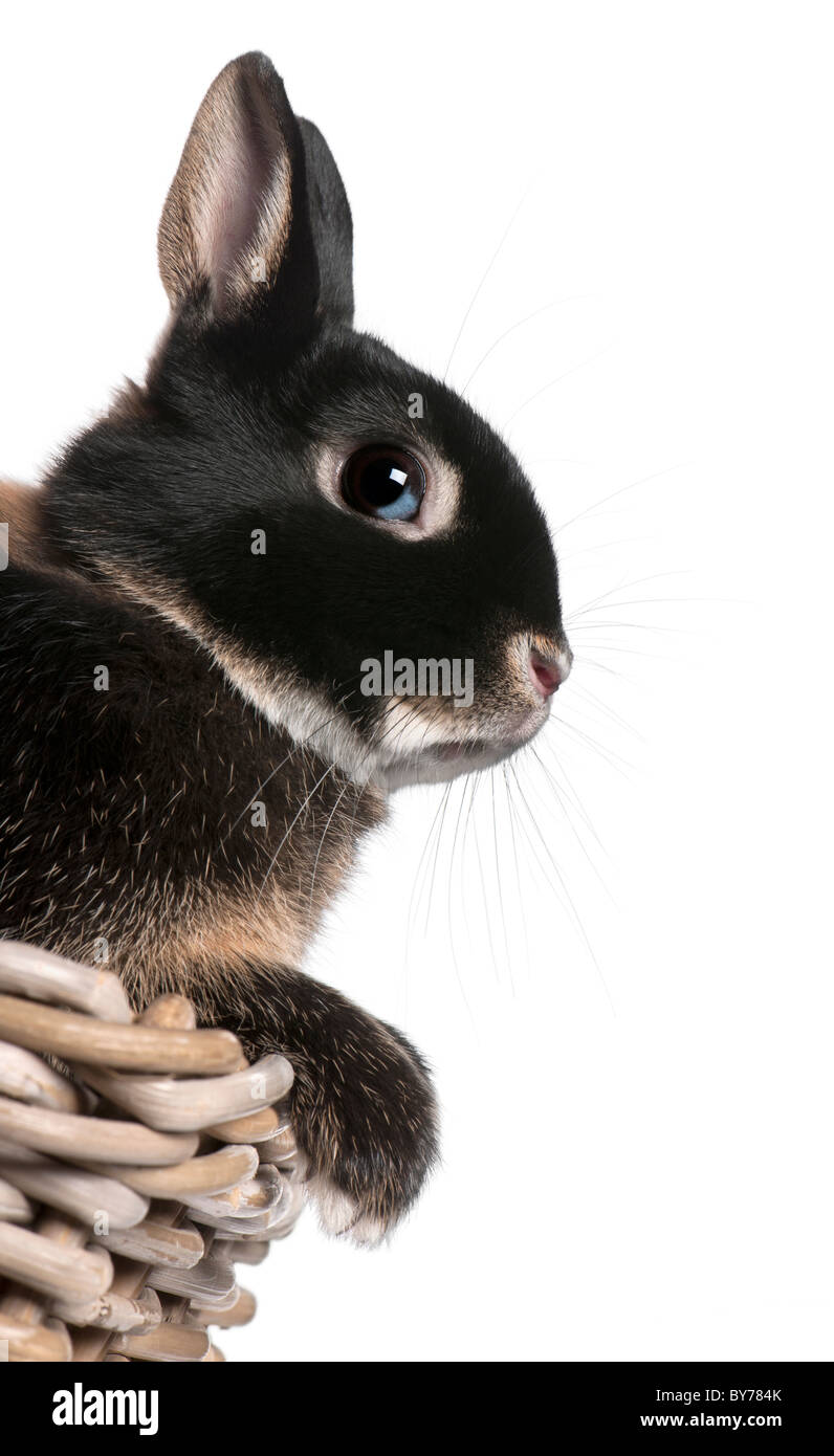 Rabbit sitting in basket in front of white background Stock Photo - Alamy
