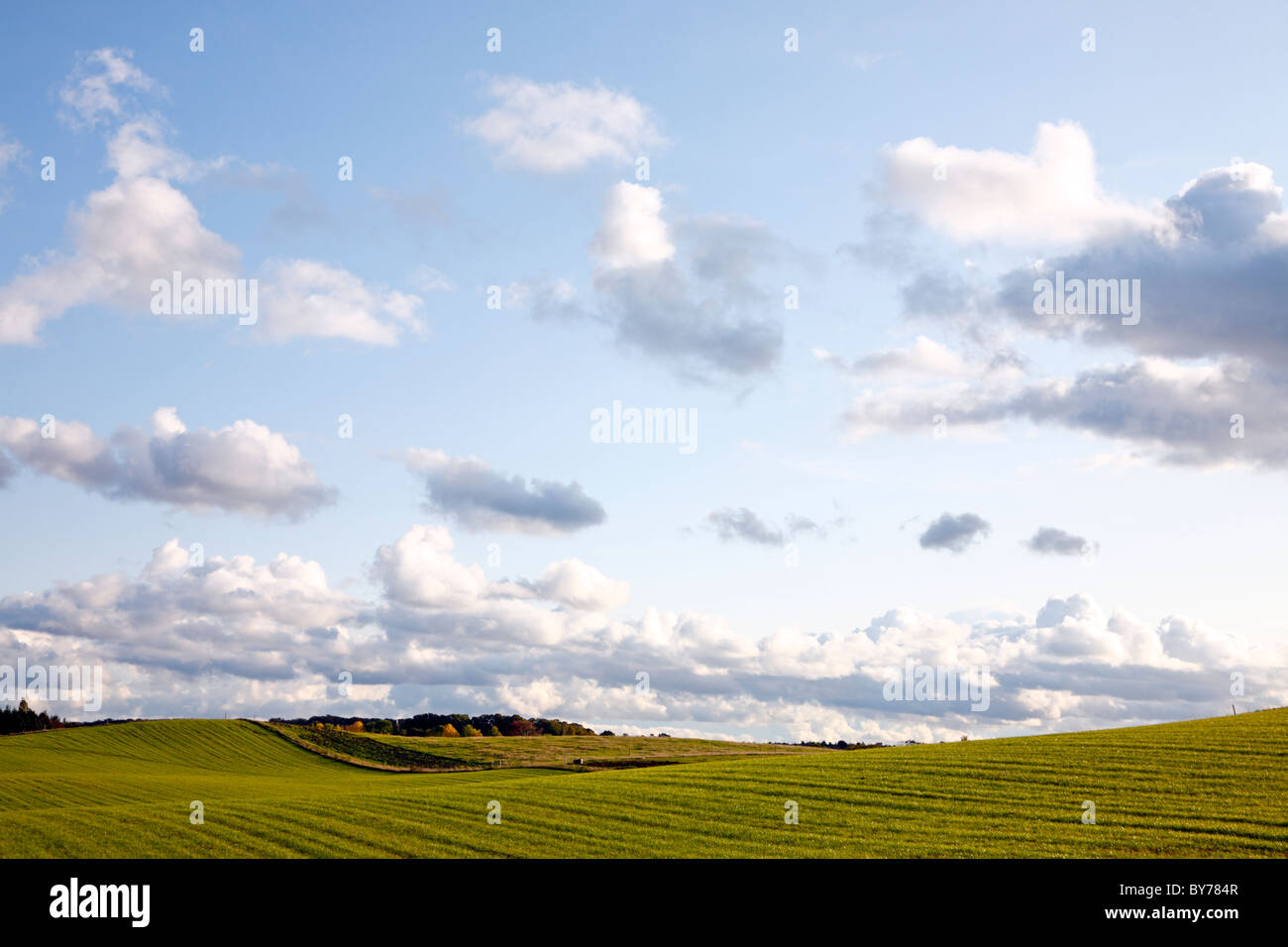 A hilly, rural landscape of ploughed and sowed winter fields and a forest in the background in the Northern Zealand, Denmark. Stock Photo