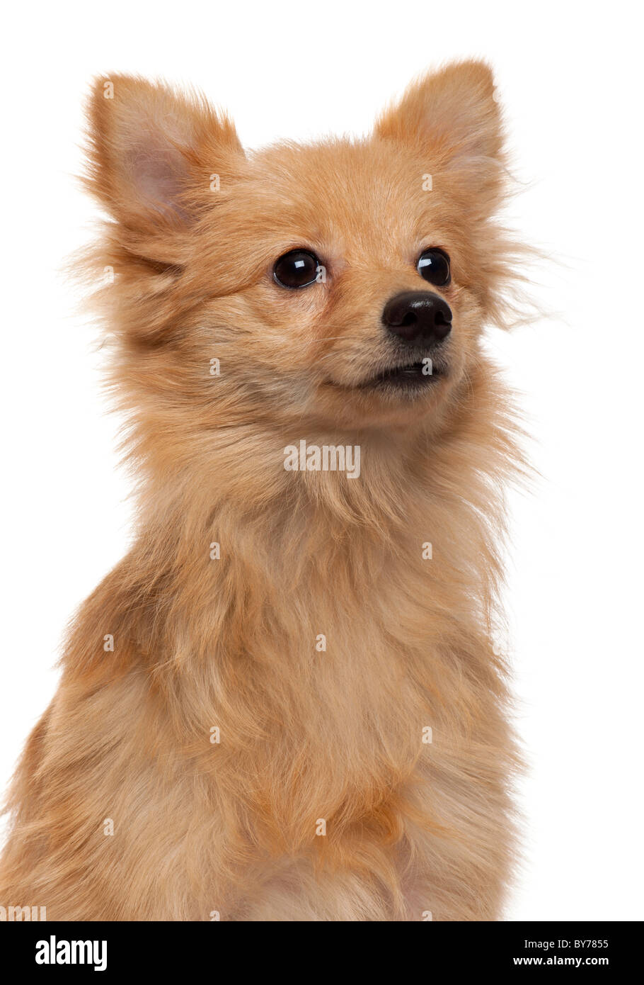 Pomeranian loulou hi-res stock photography and images - Alamy