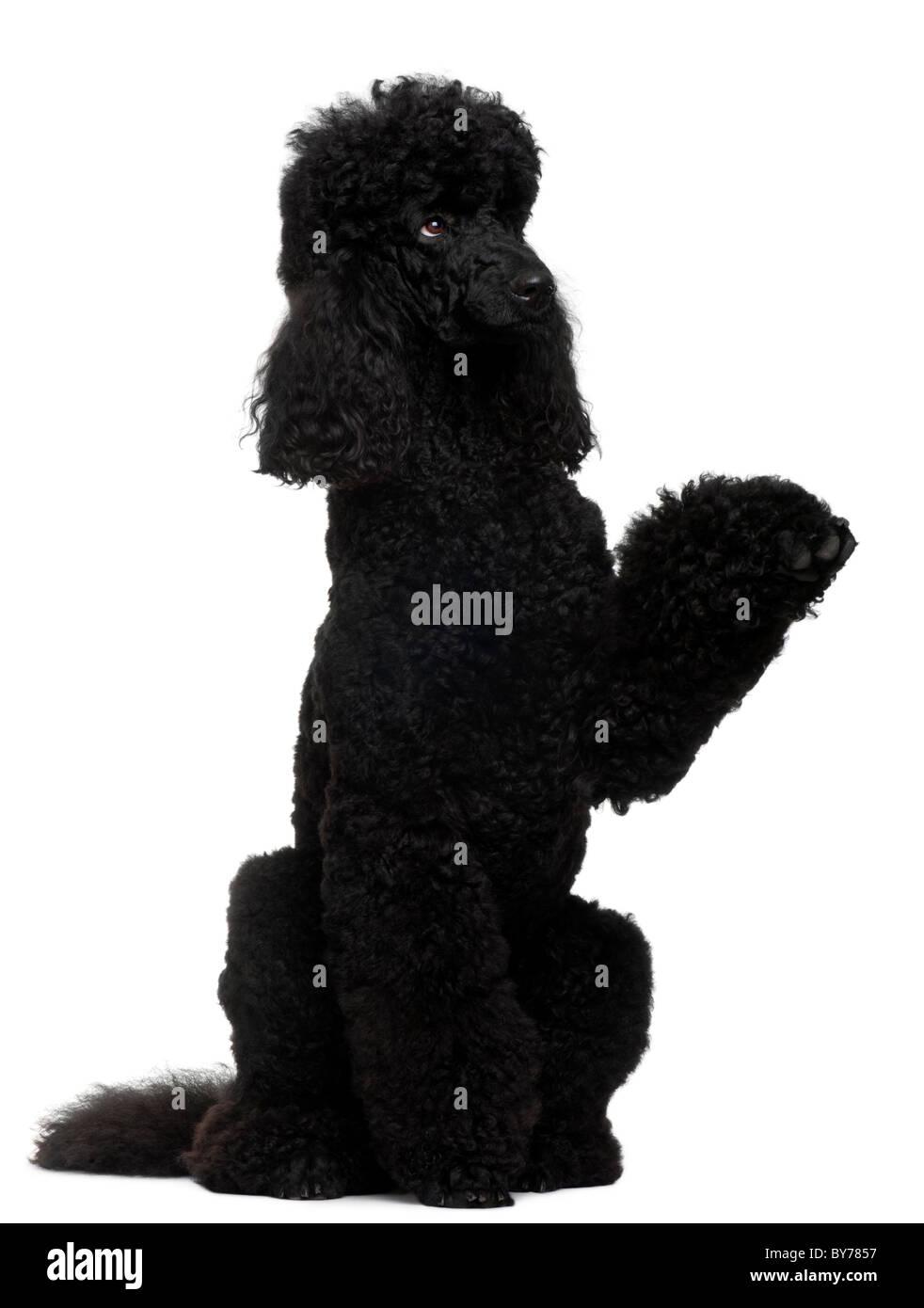 Royal Poodle, 18 months old, standing on hind legs in front of white background Stock Photo