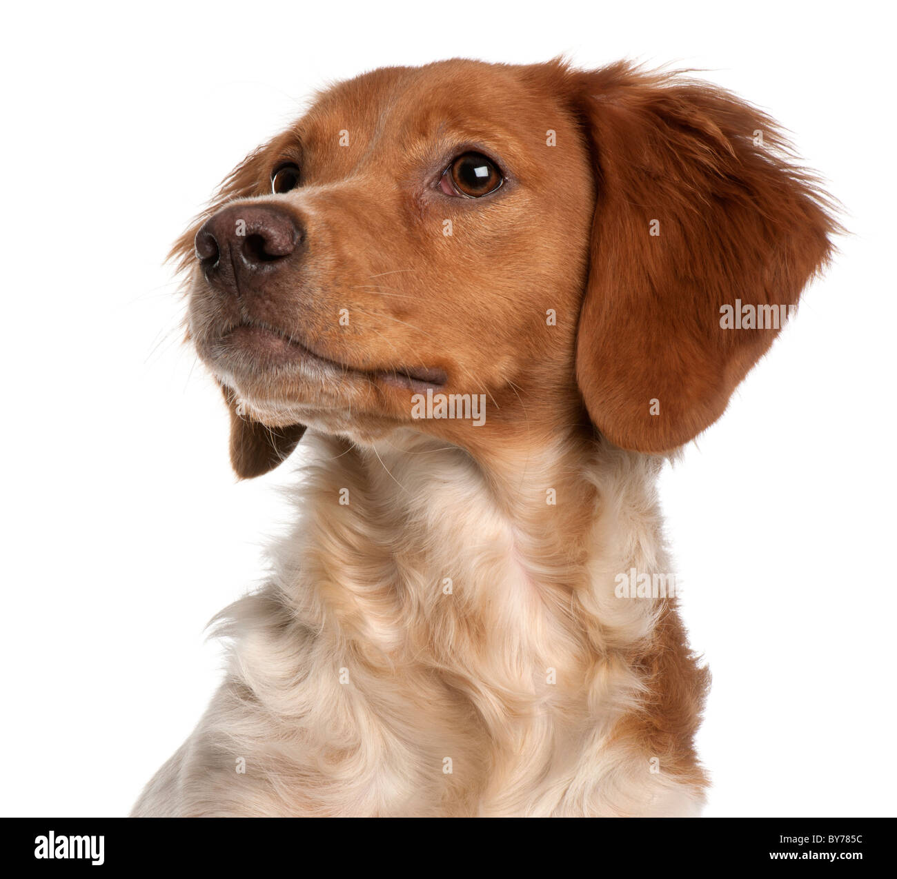 Close-up of Brittany puppy, 6 months old, in front of white background Stock Photo