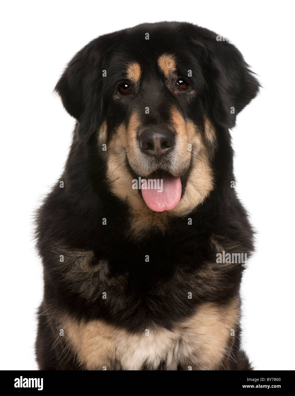 Mixed-breed dog panting, 5 months old, in front of white background Stock Photo