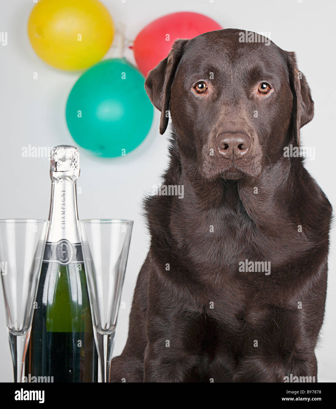 Party Animal Chocolate Labrador Stock Photo