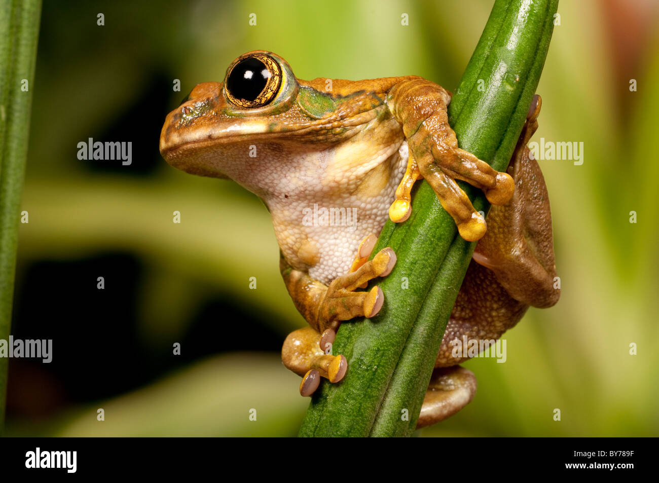 Large Treefrog clinging onto a vertical leaf and looking across the frame Stock Photo