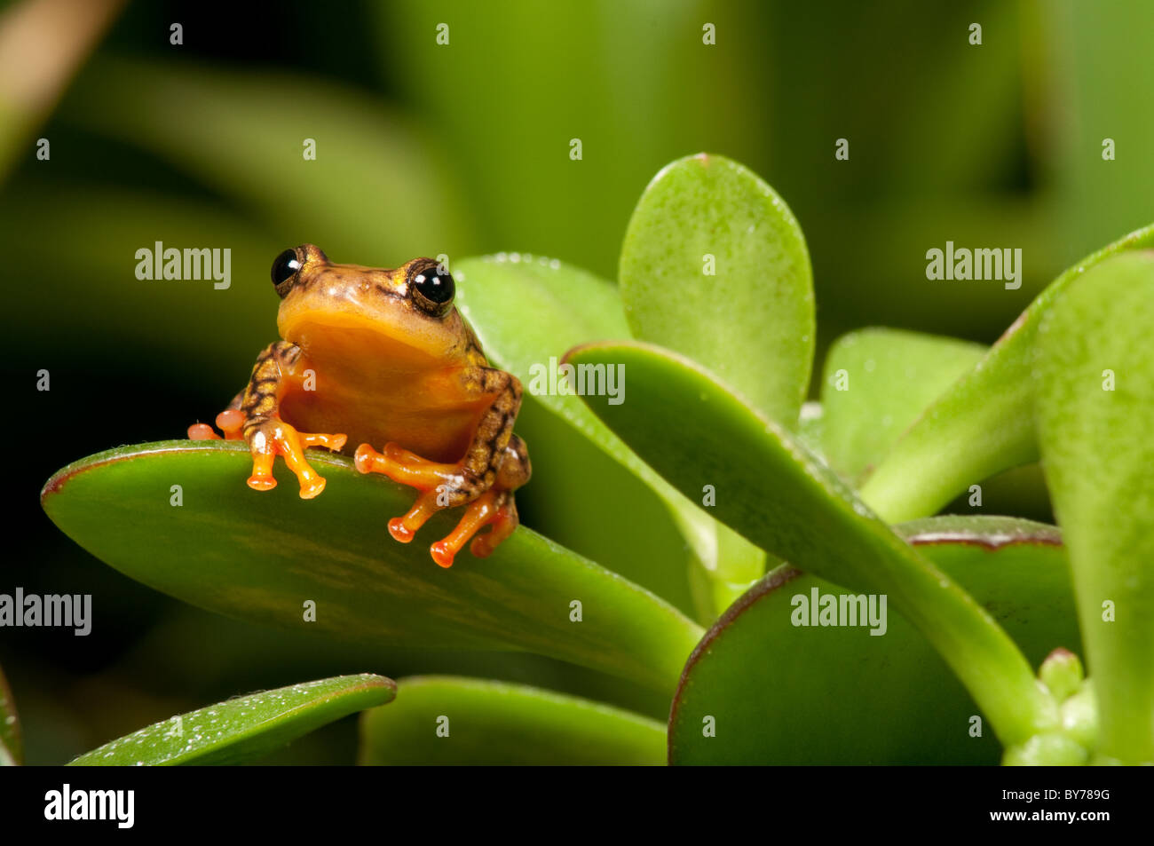 Small Tree Frog sat on a leaf looking towards the camera Stock Photo