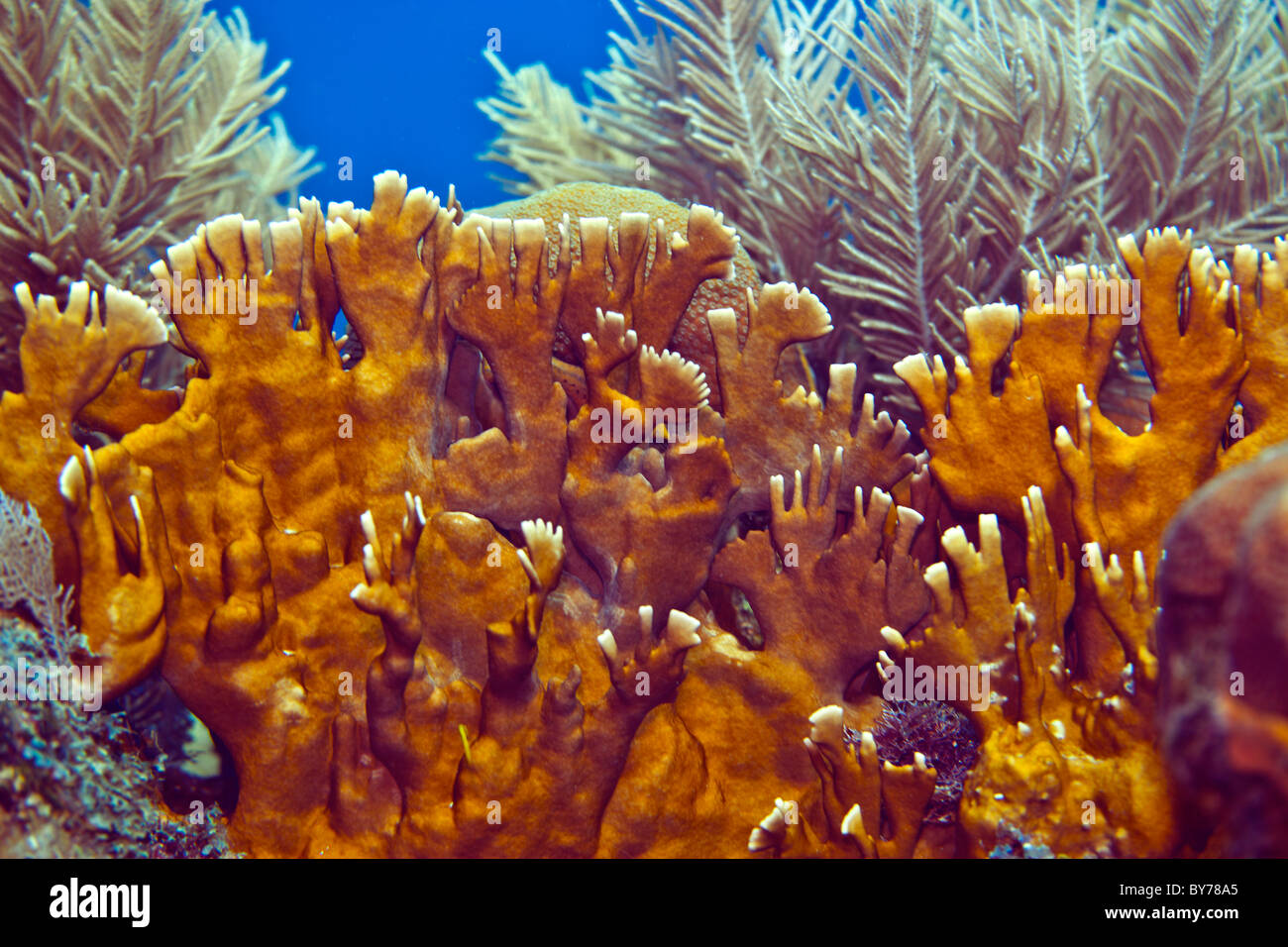 Close up image of Blade fire coral Stock Photo