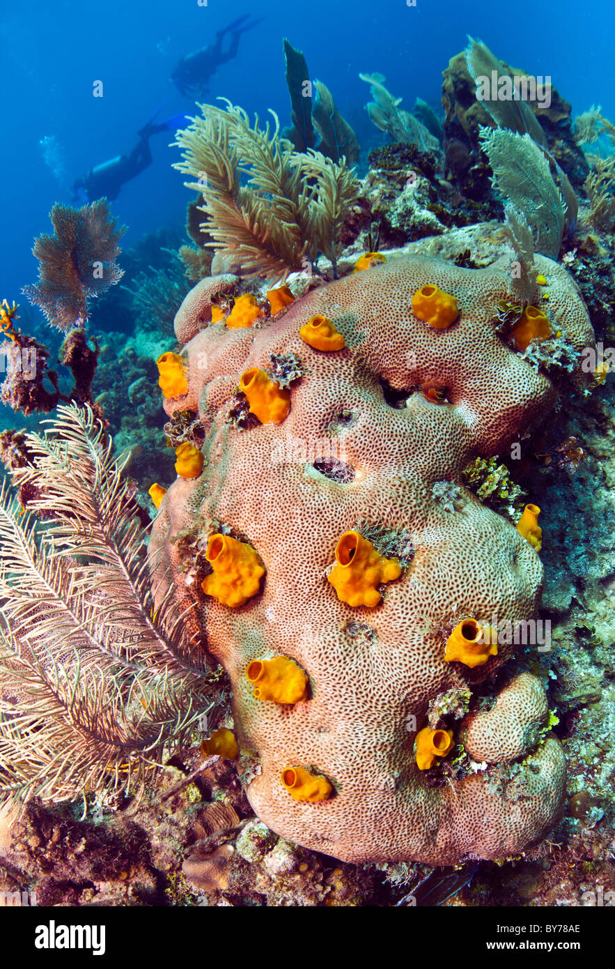 Brain coral with yellow boring sponge Stock Photo