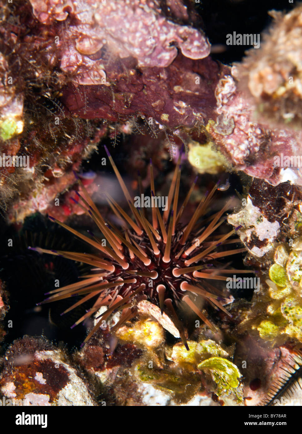 Reef Urchin in crevice at night at coral reef Stock Photo