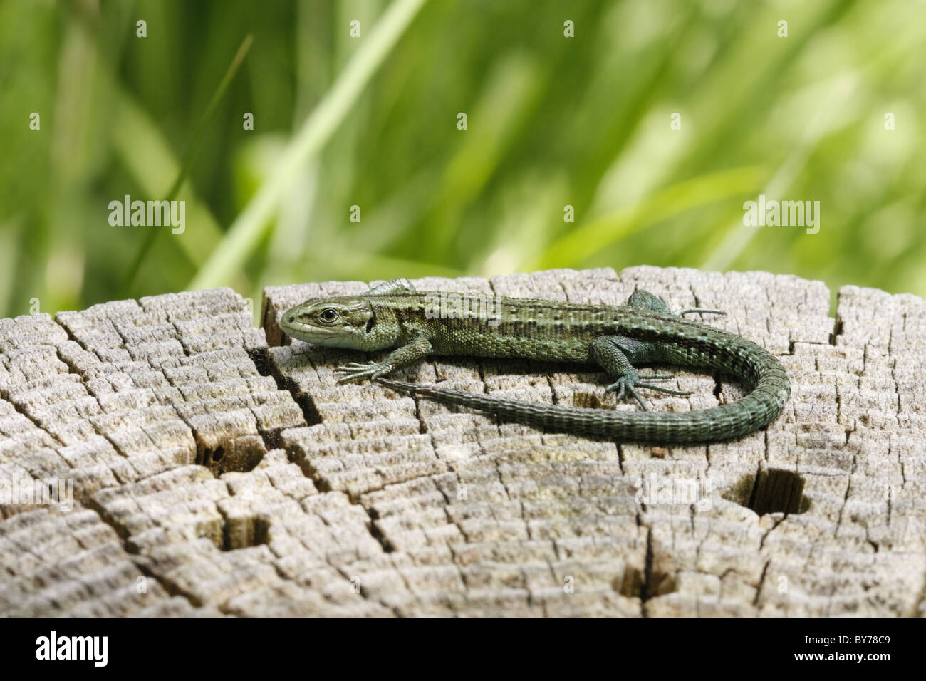 Sand Lizard lacerta agilis basking Stock Photo