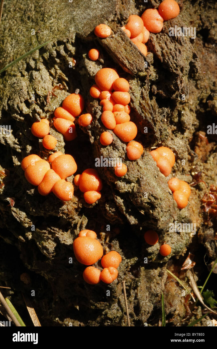 Sporocarps of Slime mold Lycogala terrestre or Lycolgala epidendrum Stock Photo