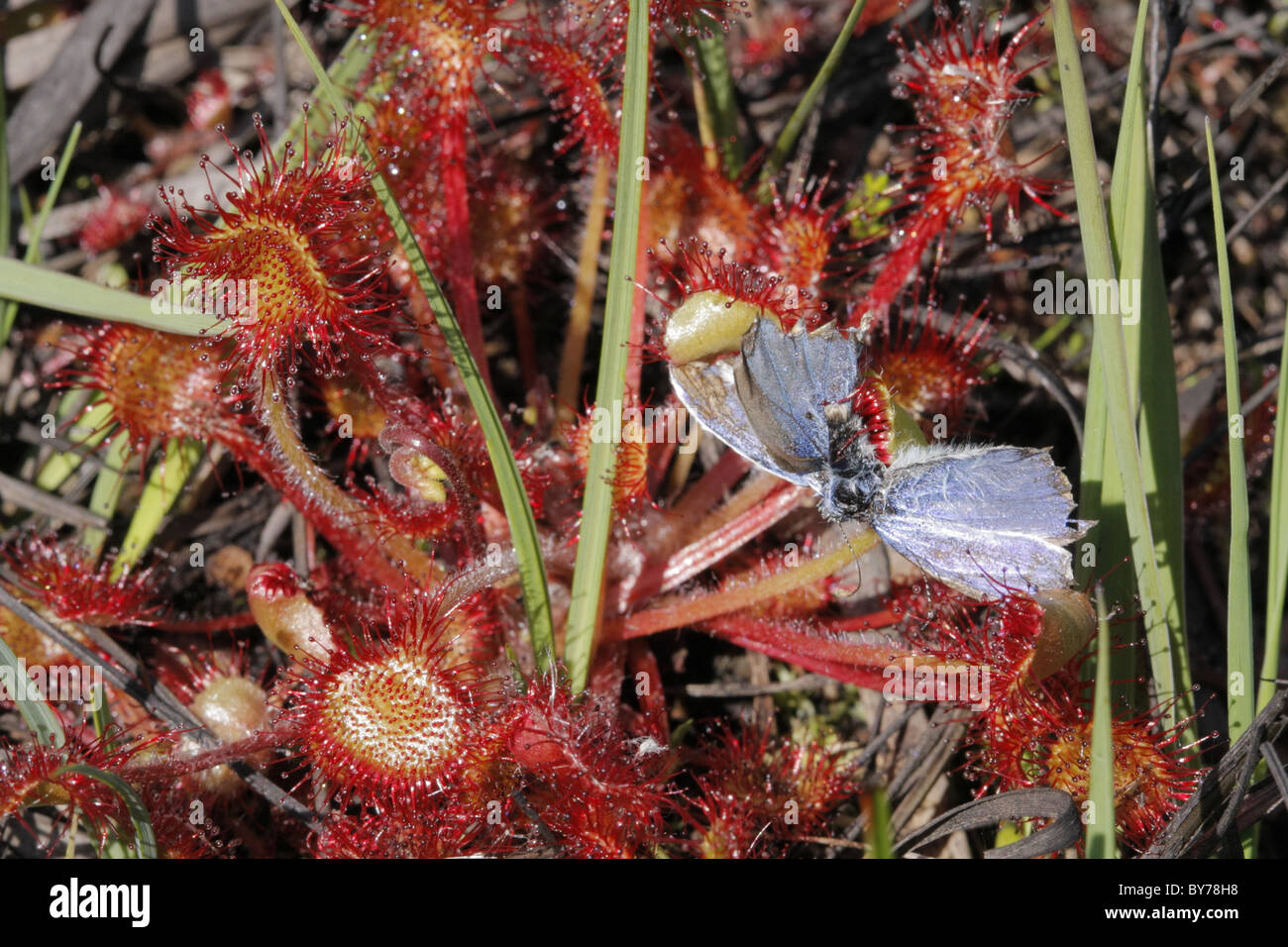 Common Sundew drosera rotundifolia plant with remains of common blue butterfly Stock Photo