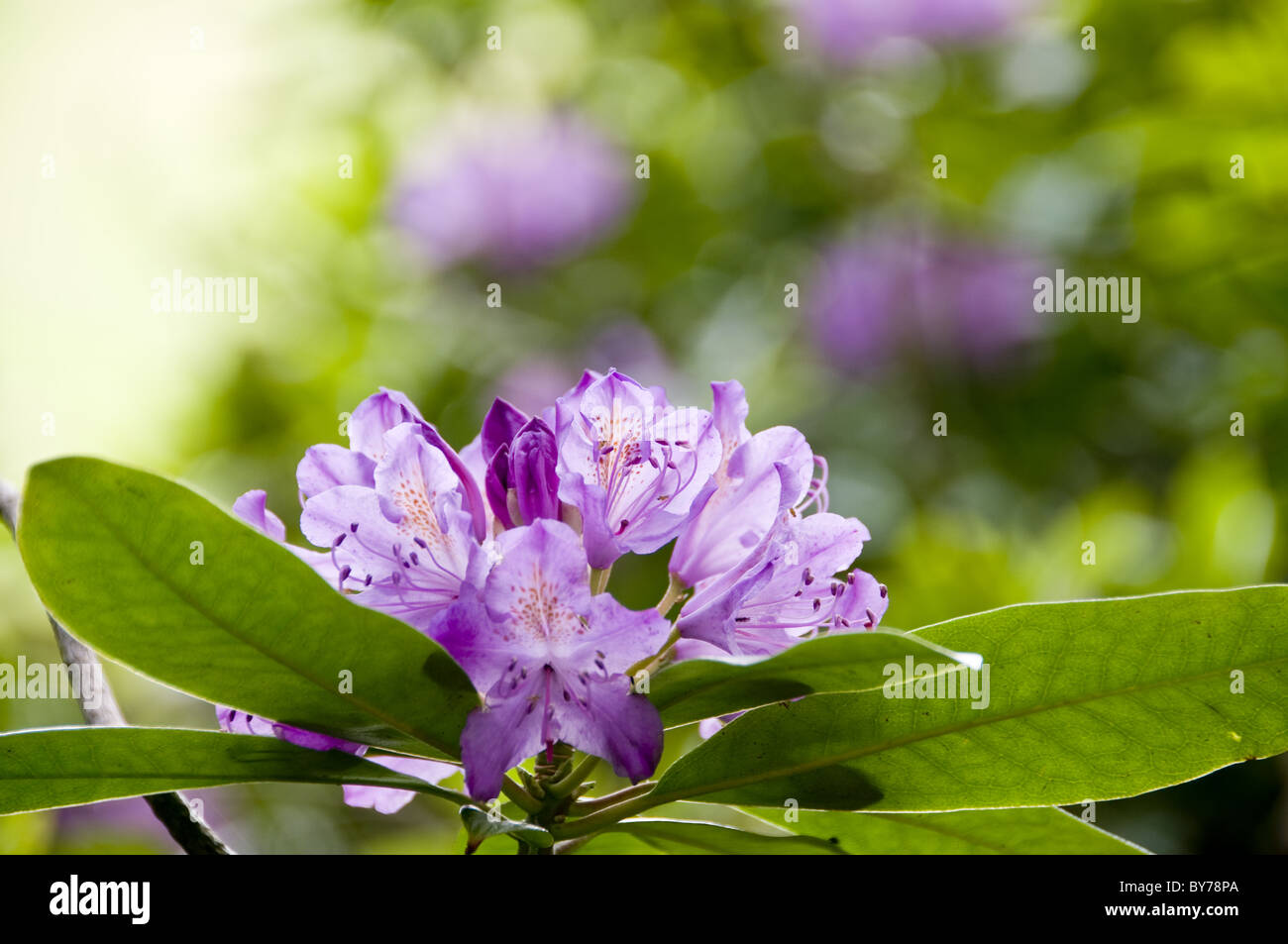 rhododendron captured from a low angle showing flowers and foliage. Stock Photo