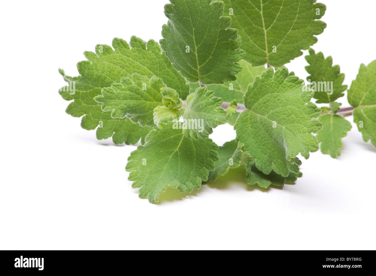 Green leaves of of Musk bush (Tetradenia riparia) cutting on white background Stock Photo