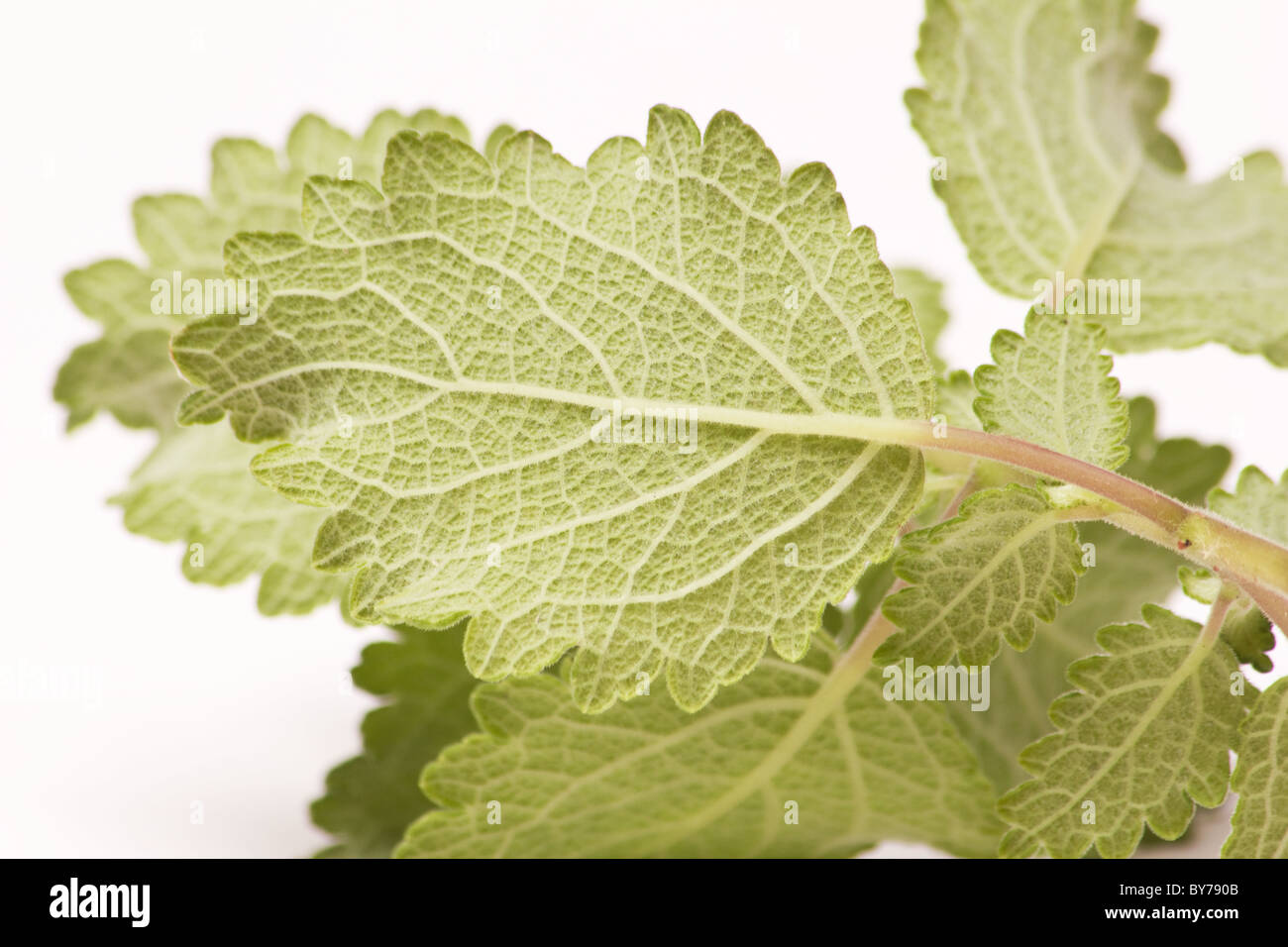 Green leaves of of Musk bush (Tetradenia riparia) cutting on white background Stock Photo