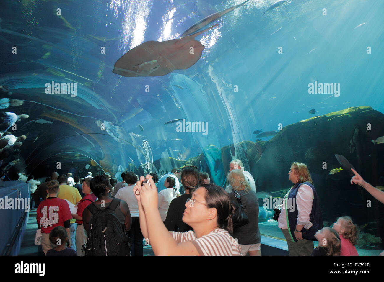 Atlanta Georgia,Pemberton Place,Georgia Aquarium,attraction,saltwater fish,species,marine life,world's largest,tank,Ocean Voyager tunnel,stingray,Asia Stock Photo