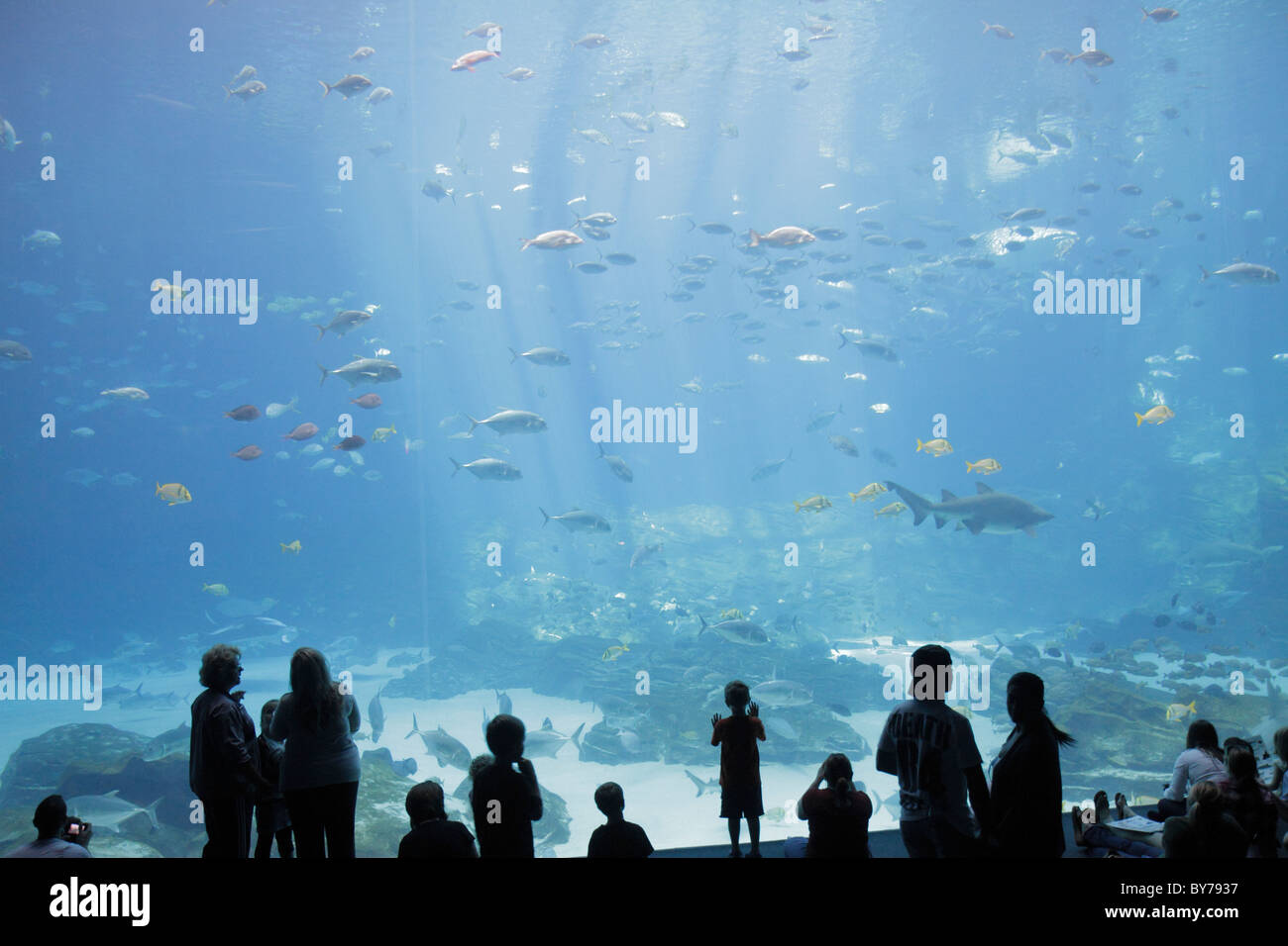 Atlanta Aquarium,saltwater habitat