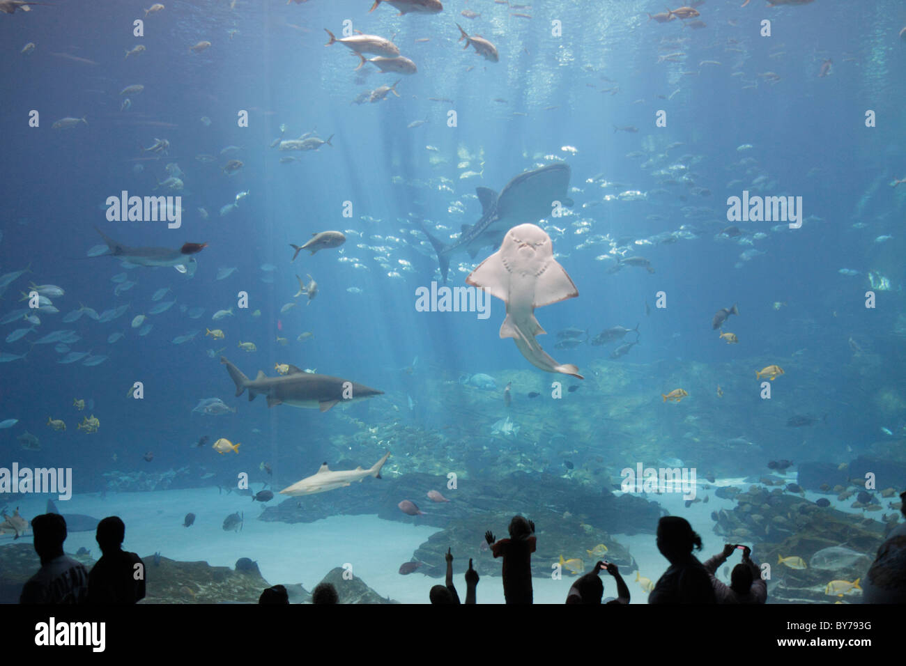 Atlanta Georgia,Pemberton Place,Georgia Aquarium,saltwater habitat,marine life,fish,angel shark,world's largest,tank,Ocean Voyager,viewing window,man Stock Photo