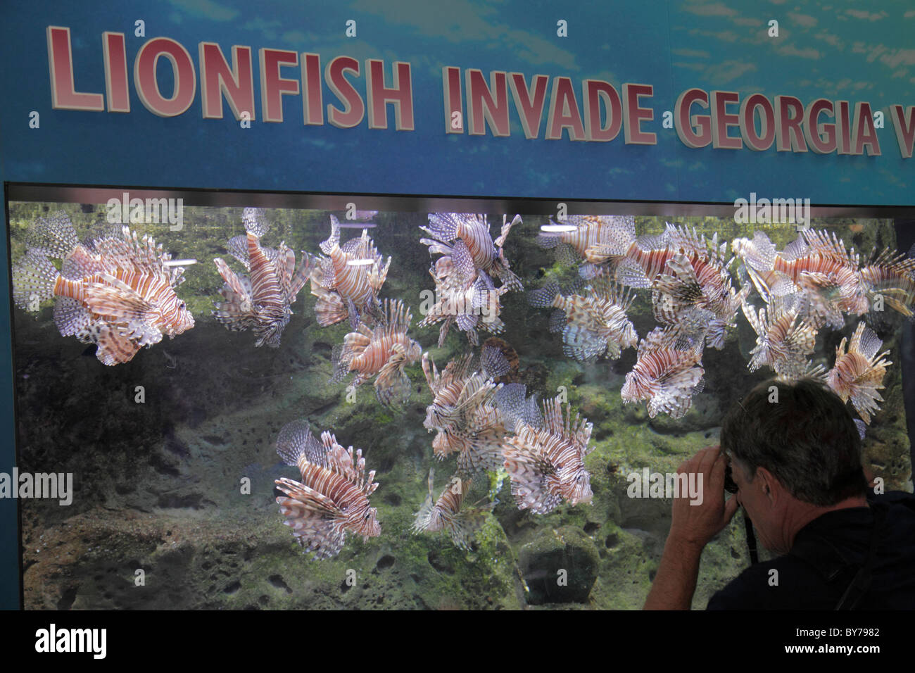 83 Aquarium Habitat Design Gratis Terbaru