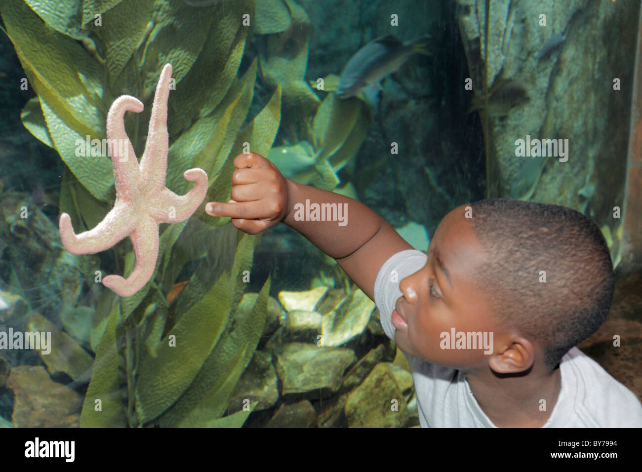 Atlanta Georgia,Pemberton Place,Georgia Aquarium,habitat,marine life,tank,star fish,kelp,Black boy boys male kids children student students touch glas Stock Photo