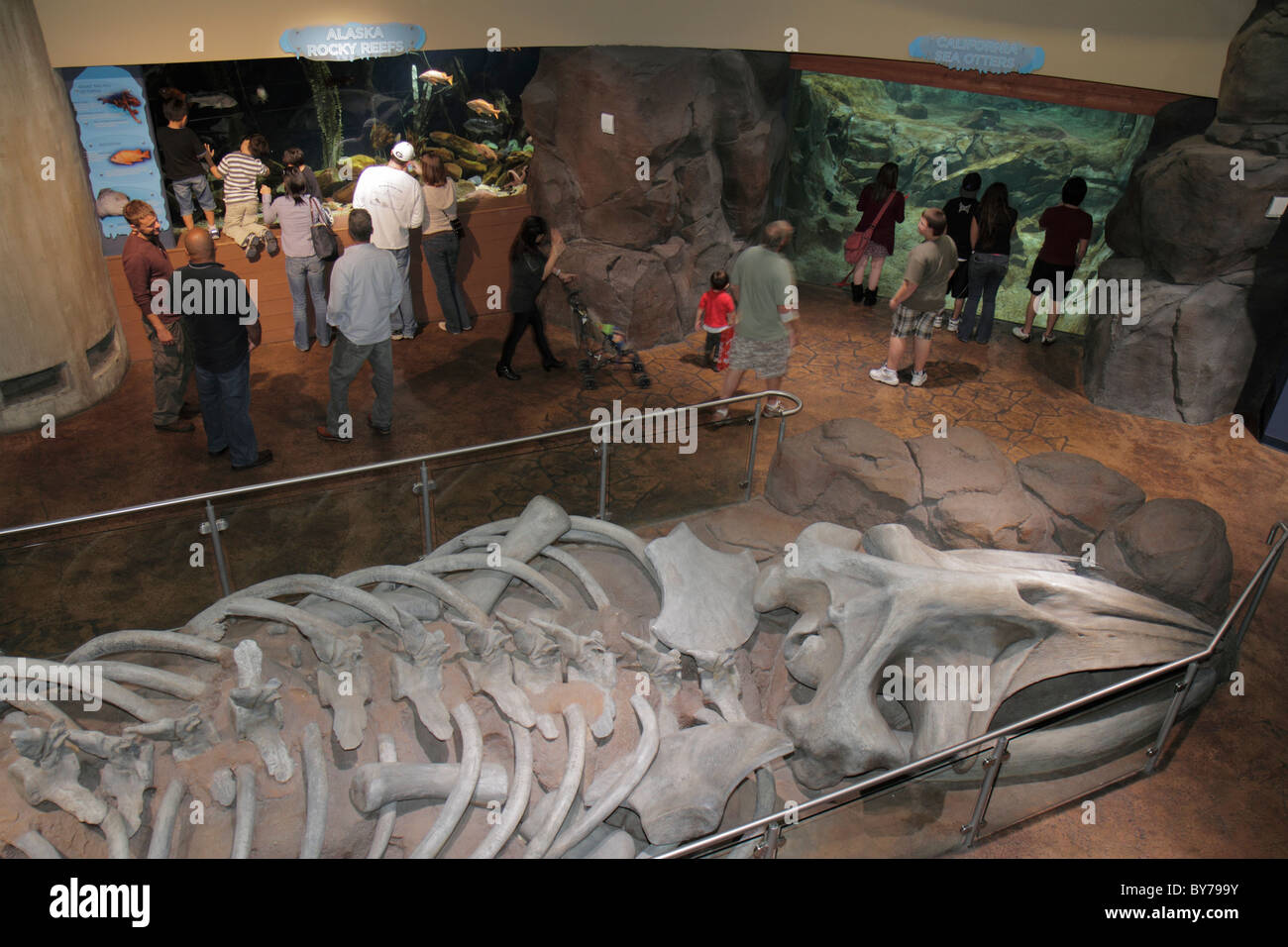 aquarium cold water quest hires stock photography and images