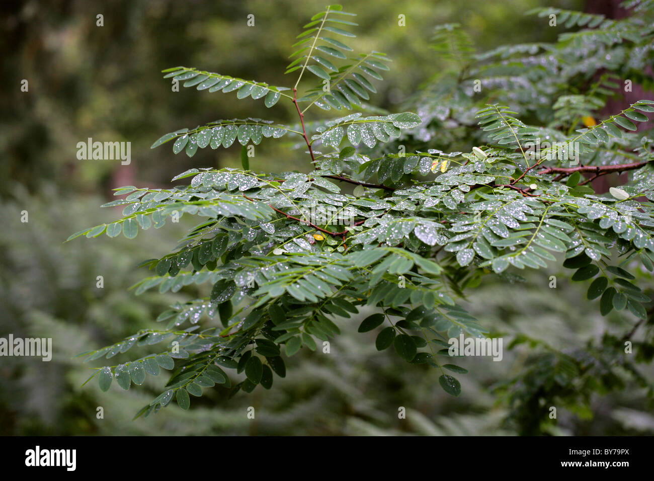 Wet Leaf of Black Locust Tree, Robinia pseudoacacia, Fabaceae. South East USA, North America. Stock Photo